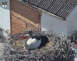 Capi_Dubne_20260426_152003.jpg (1350&nbsp;x&nbsp;1080)