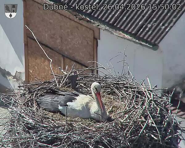 Capi_Dubne_20260426_155002.jpg (1350&nbsp;x&nbsp;1080)