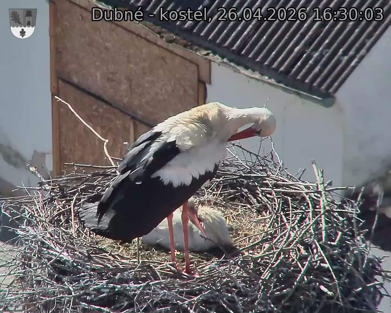 Capi_Dubne_20260426_163003.jpg (1350&nbsp;x&nbsp;1080)