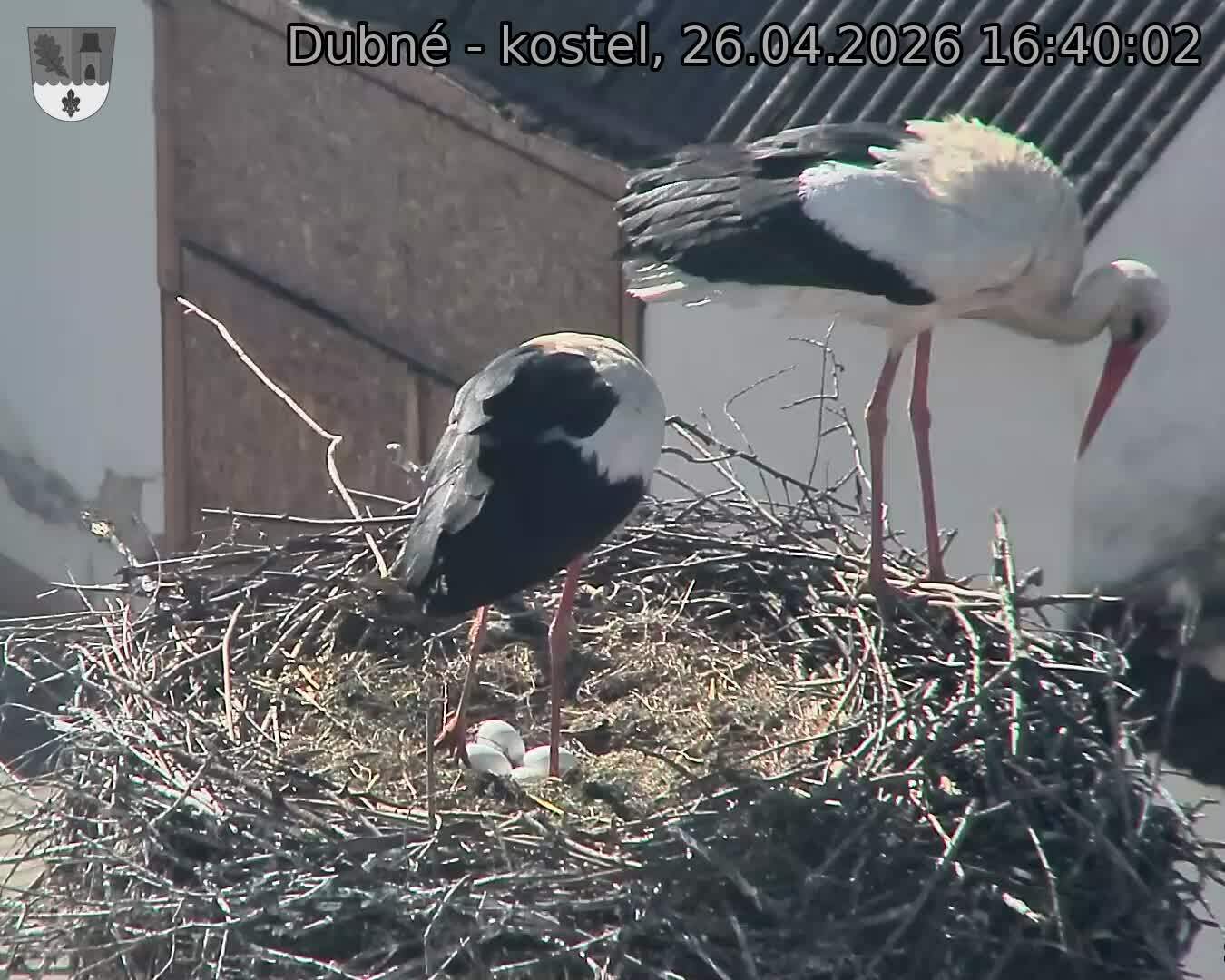 Capi_Dubne_20260426_164002.jpg (1350&nbsp;x&nbsp;1080)