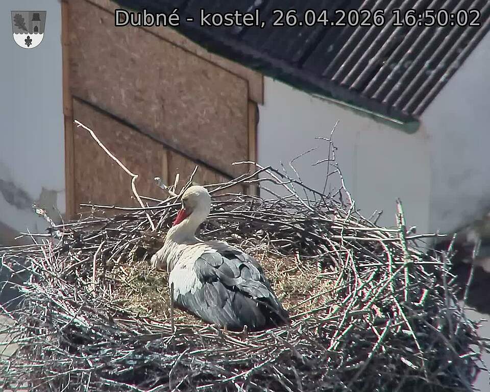 Capi_Dubne_20260426_165002.jpg (1350&nbsp;x&nbsp;1080)