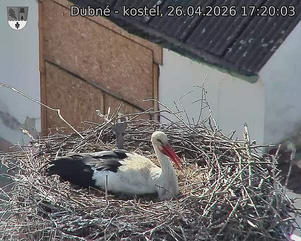 Capi_Dubne_20260426_172003.jpg (1350&nbsp;x&nbsp;1080)