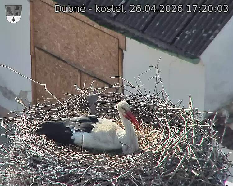 Capi_Dubne_20260426_172003.jpg (1350&nbsp;x&nbsp;1080)