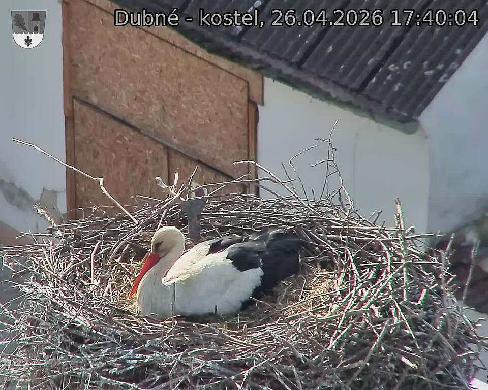 Capi_Dubne_20260426_174004.jpg (1350&nbsp;x&nbsp;1080)