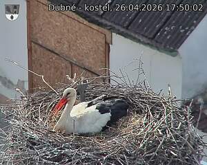 Capi_Dubne_20260426_175002.jpg (1350&nbsp;x&nbsp;1080)