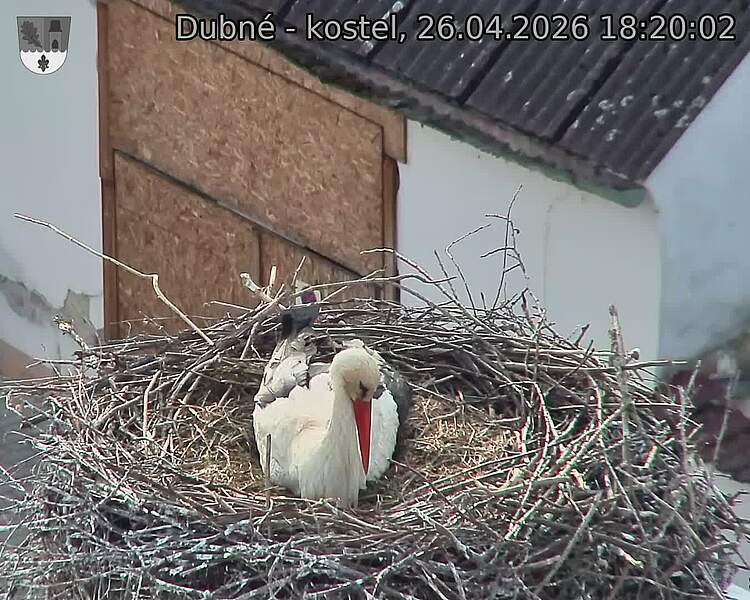 Capi_Dubne_20260426_182002.jpg (1350&nbsp;x&nbsp;1080)