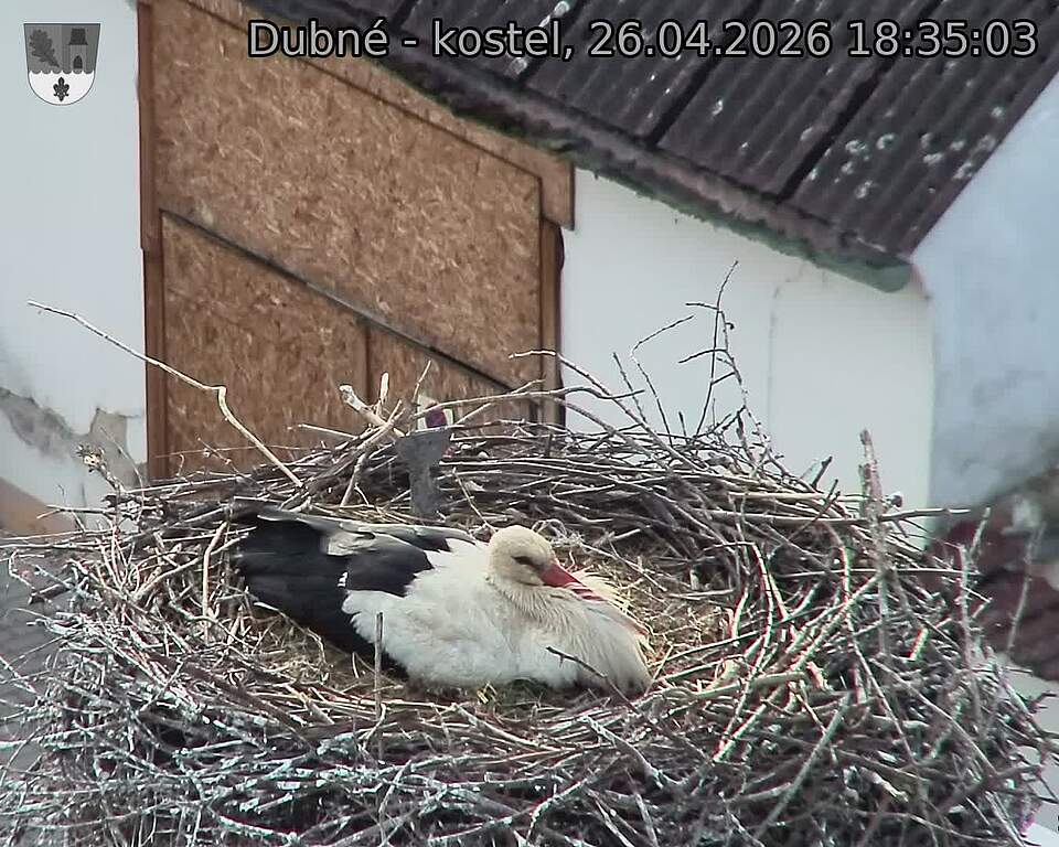 Capi_Dubne_20260426_183503.jpg (1350&nbsp;x&nbsp;1080)