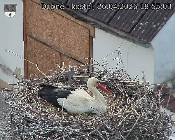 Capi_Dubne_20260426_185503.jpg (1350&nbsp;x&nbsp;1080)