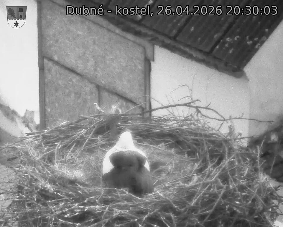 Capi_Dubne_20260426_203003.jpg (1350&nbsp;x&nbsp;1080)