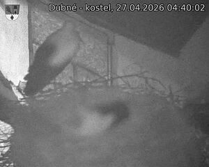 Capi_Dubne_20260427_044002.jpg (1350&nbsp;x&nbsp;1080)