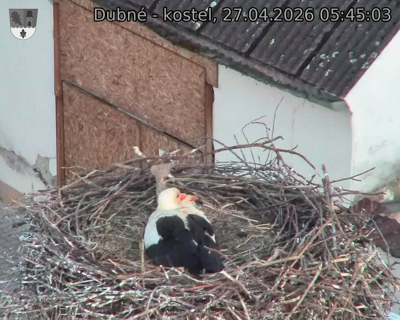 Capi_Dubne_20260427_054503.jpg (1350&nbsp;x&nbsp;1080)