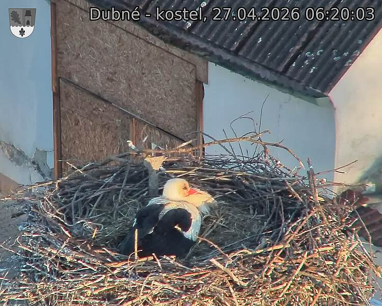 Capi_Dubne_20260427_062003.jpg (1350&nbsp;x&nbsp;1080)