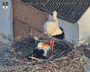 Capi_Dubne_20260427_063003.jpg (1350&nbsp;x&nbsp;1080)