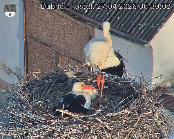 Capi_Dubne_20260427_063003.jpg (1350&nbsp;x&nbsp;1080)