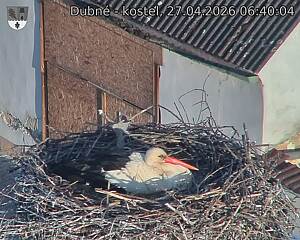 Capi_Dubne_20260427_064004.jpg (1350&nbsp;x&nbsp;1080)