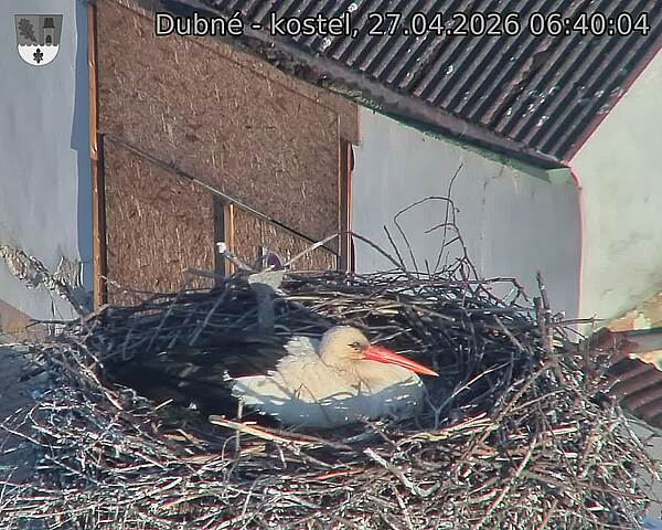 Capi_Dubne_20260427_064004.jpg (1350&nbsp;x&nbsp;1080)