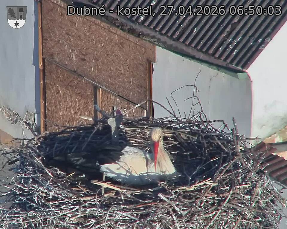 Capi_Dubne_20260427_065003.jpg (1350&nbsp;x&nbsp;1080)
