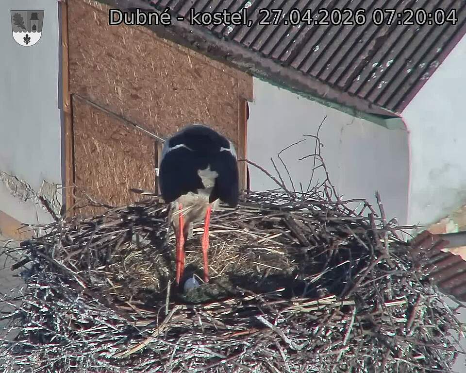 Capi_Dubne_20260427_072004.jpg (1350&nbsp;x&nbsp;1080)