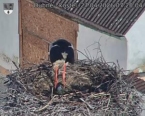 Capi_Dubne_20260427_072004.jpg (1350&nbsp;x&nbsp;1080)