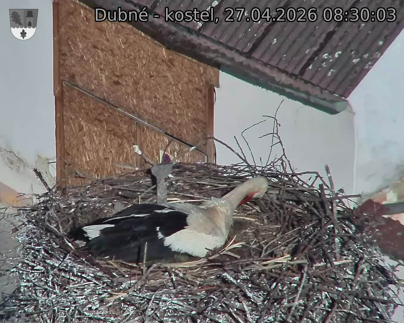 Capi_Dubne_20260427_083003.jpg (1350&nbsp;x&nbsp;1080)