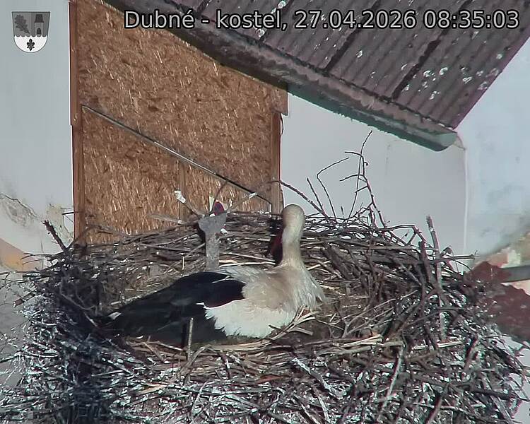 Capi_Dubne_20260427_083503.jpg (1350&nbsp;x&nbsp;1080)