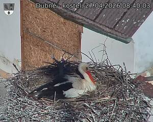 Capi_Dubne_20260427_084003.jpg (1350&nbsp;x&nbsp;1080)