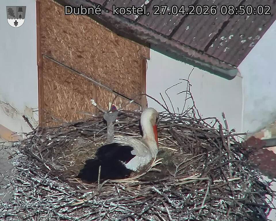 Capi_Dubne_20260427_085002.jpg (1350&nbsp;x&nbsp;1080)