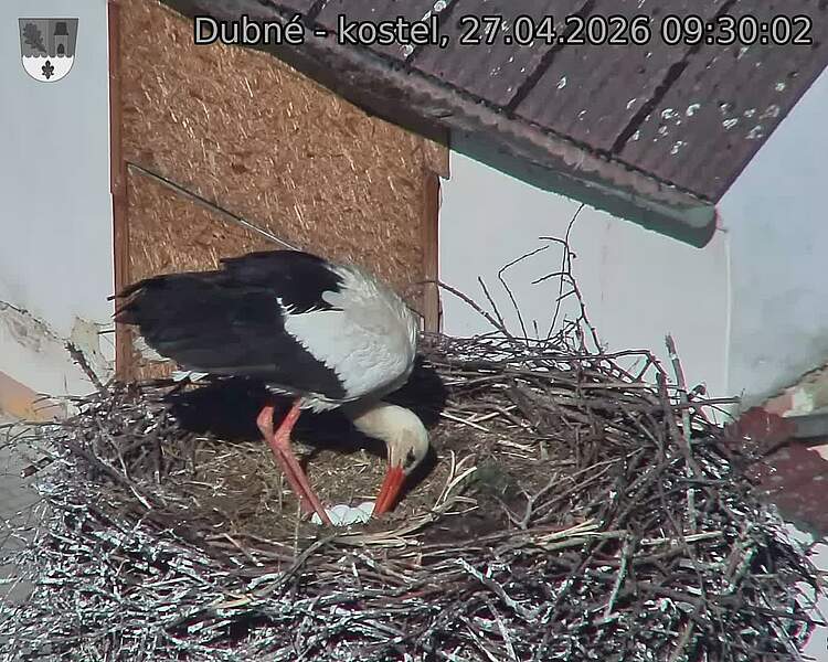 Capi_Dubne_20260427_093002.jpg (1350&nbsp;x&nbsp;1080)