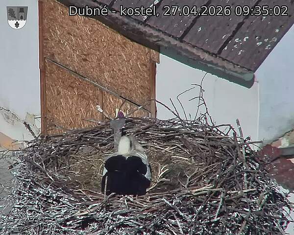 Capi_Dubne_20260427_093502.jpg (1350&nbsp;x&nbsp;1080)