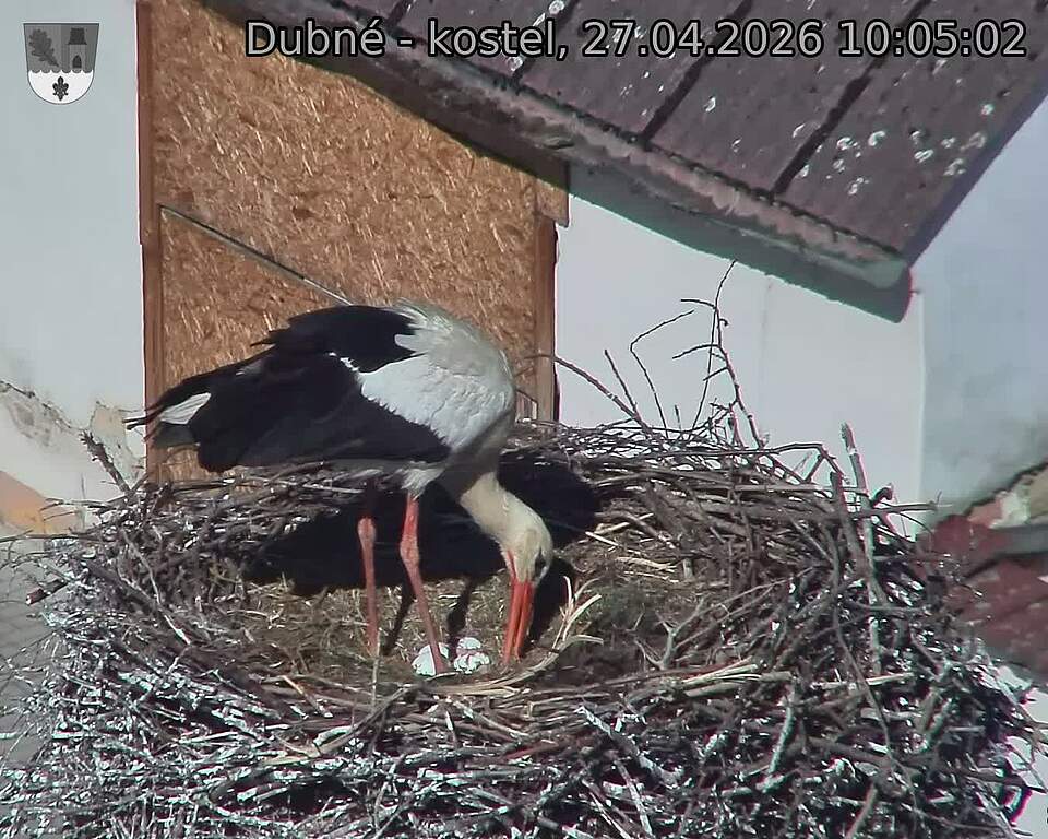 Capi_Dubne_20260427_100502.jpg (1350&nbsp;x&nbsp;1080)