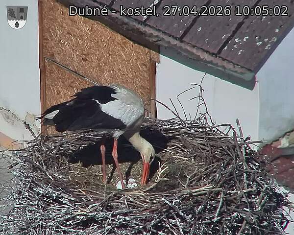 Capi_Dubne_20260427_100502.jpg (1350&nbsp;x&nbsp;1080)