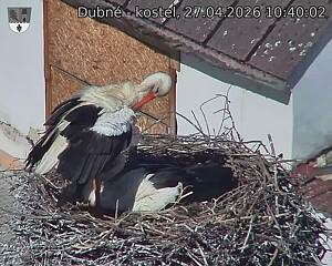 Capi_Dubne_20260427_104002.jpg (1350&nbsp;x&nbsp;1080)