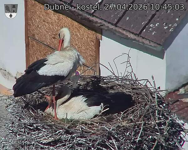 Capi_Dubne_20260427_104503.jpg (1350&nbsp;x&nbsp;1080)