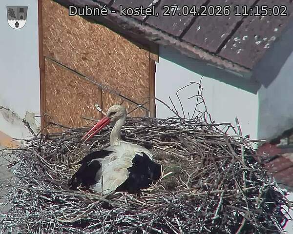 Capi_Dubne_20260427_111502.jpg (1350&nbsp;x&nbsp;1080)