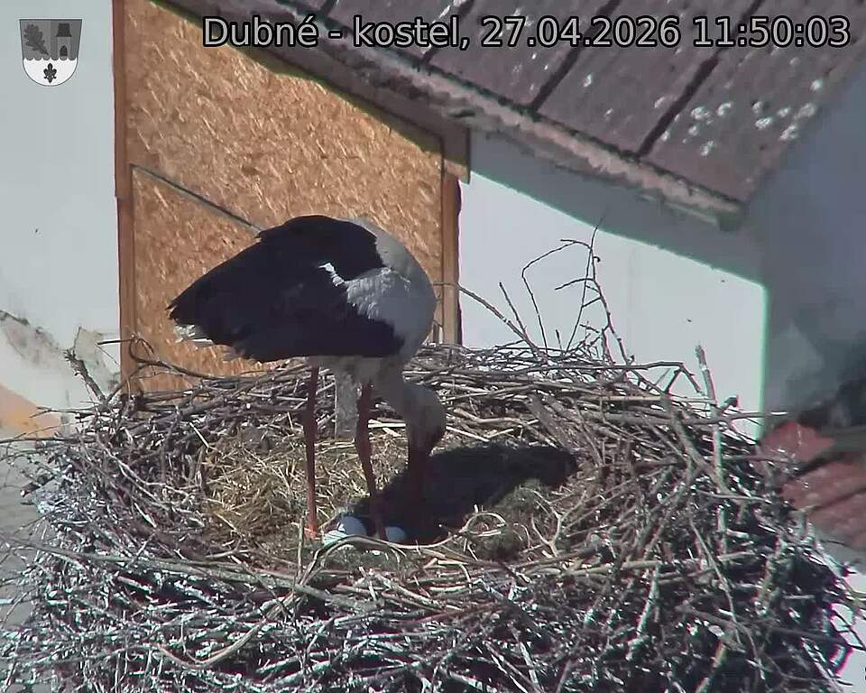 Capi_Dubne_20260427_115003.jpg (1350&nbsp;x&nbsp;1080)