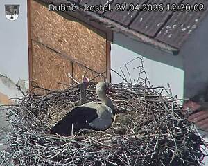 Capi_Dubne_20260427_123002.jpg (1350&nbsp;x&nbsp;1080)