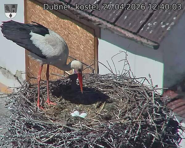 Capi_Dubne_20260427_124003.jpg (1350&nbsp;x&nbsp;1080)