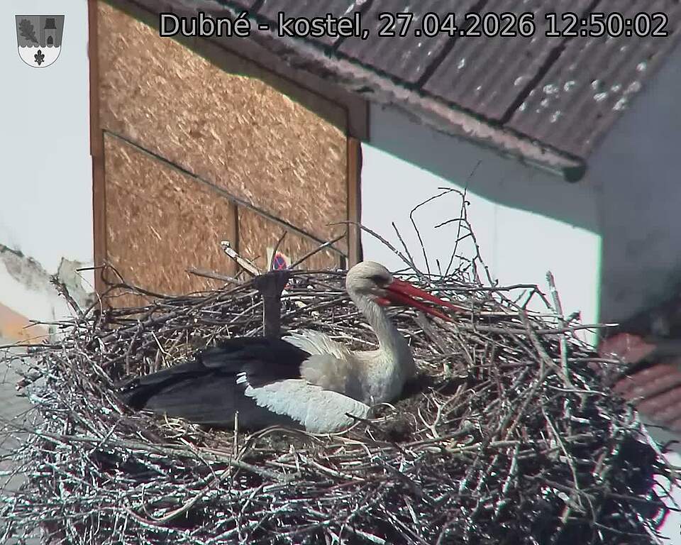 Capi_Dubne_20260427_125002.jpg (1350&nbsp;x&nbsp;1080)