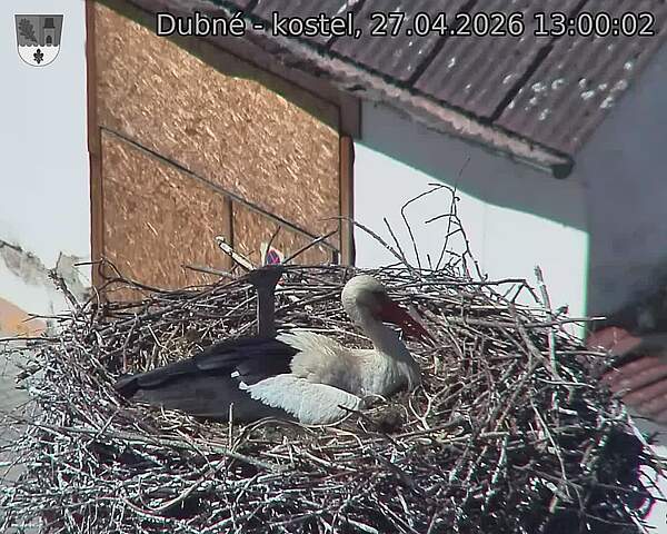 Capi_Dubne_20260427_130002.jpg (1350&nbsp;x&nbsp;1080)