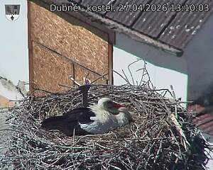 Capi_Dubne_20260427_131003.jpg (1350&nbsp;x&nbsp;1080)