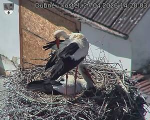 Capi_Dubne_20260427_142003.jpg (1350&nbsp;x&nbsp;1080)