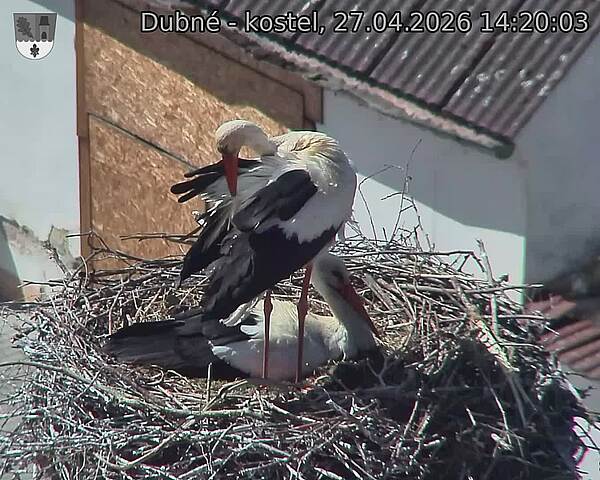 Capi_Dubne_20260427_142003.jpg (1350&nbsp;x&nbsp;1080)