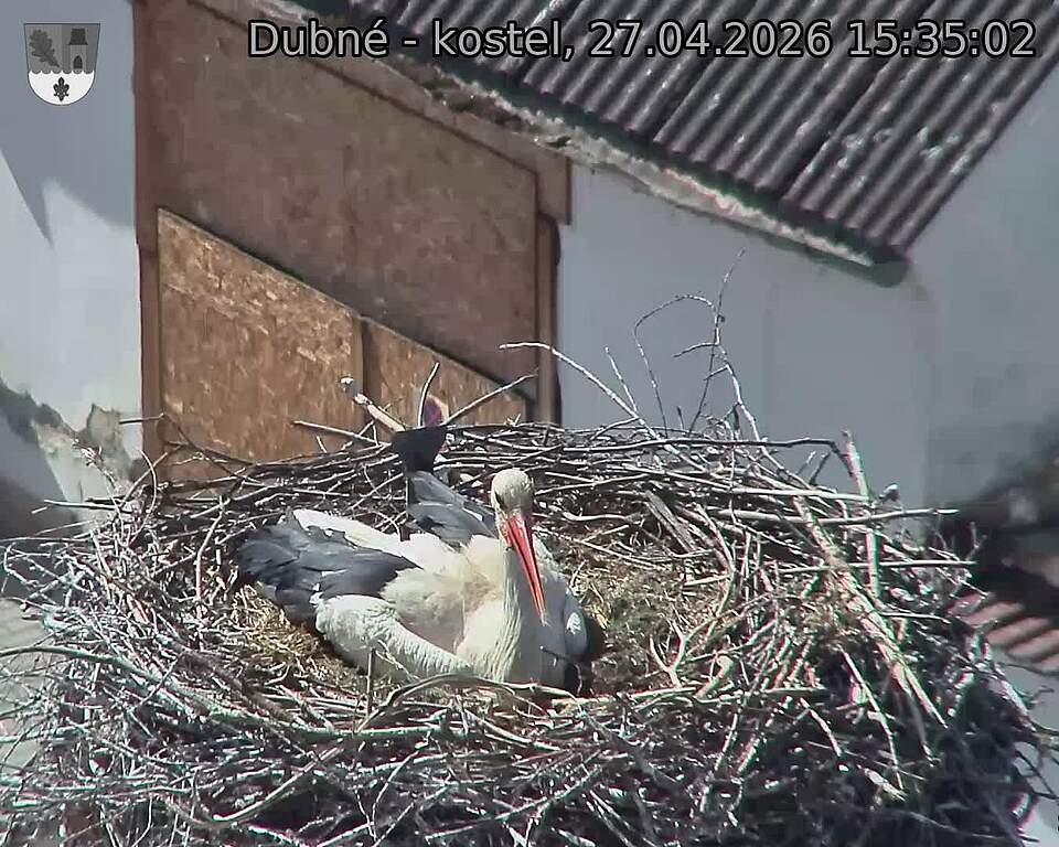 Capi_Dubne_20260427_153502.jpg (1350&nbsp;x&nbsp;1080)