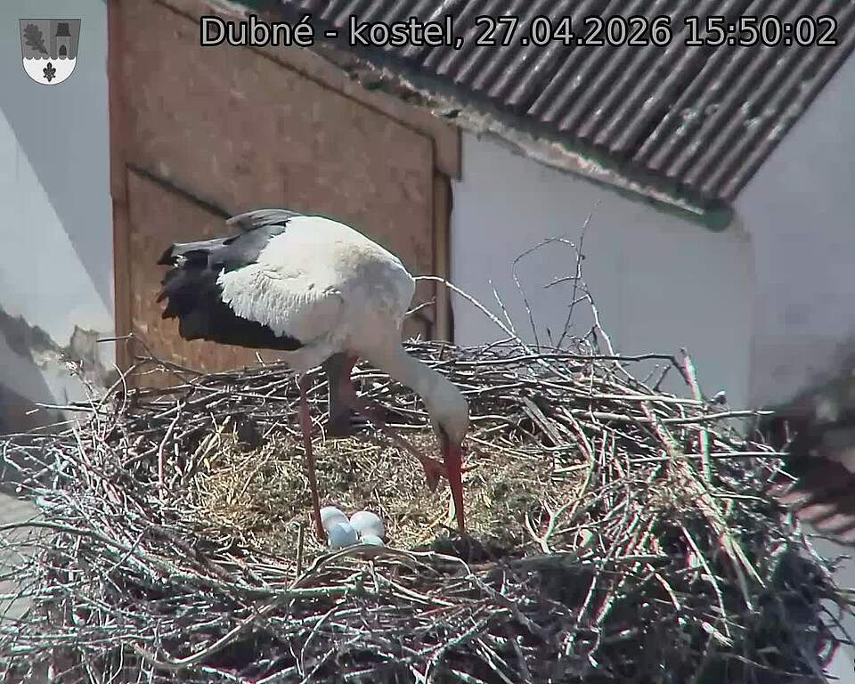 Capi_Dubne_20260427_155002.jpg (1350&nbsp;x&nbsp;1080)