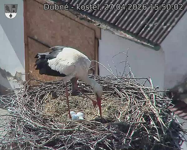 Capi_Dubne_20260427_155002.jpg (1350&nbsp;x&nbsp;1080)