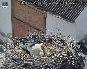 Capi_Dubne_20260427_162002.jpg (1350&nbsp;x&nbsp;1080)