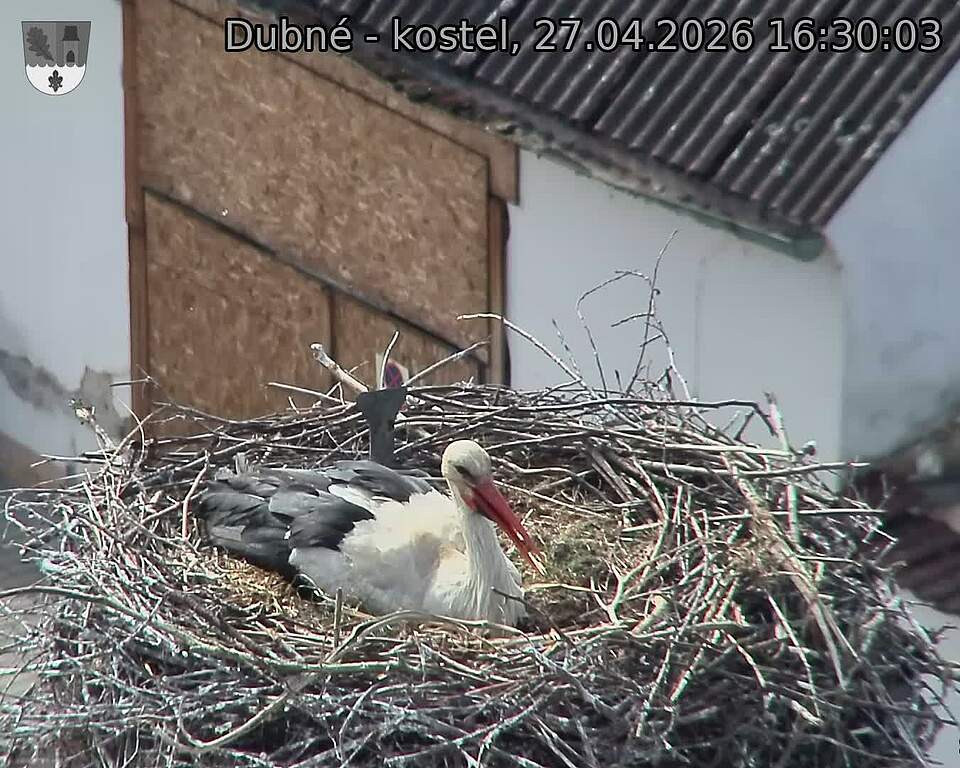 Capi_Dubne_20260427_163003.jpg (1350&nbsp;x&nbsp;1080)