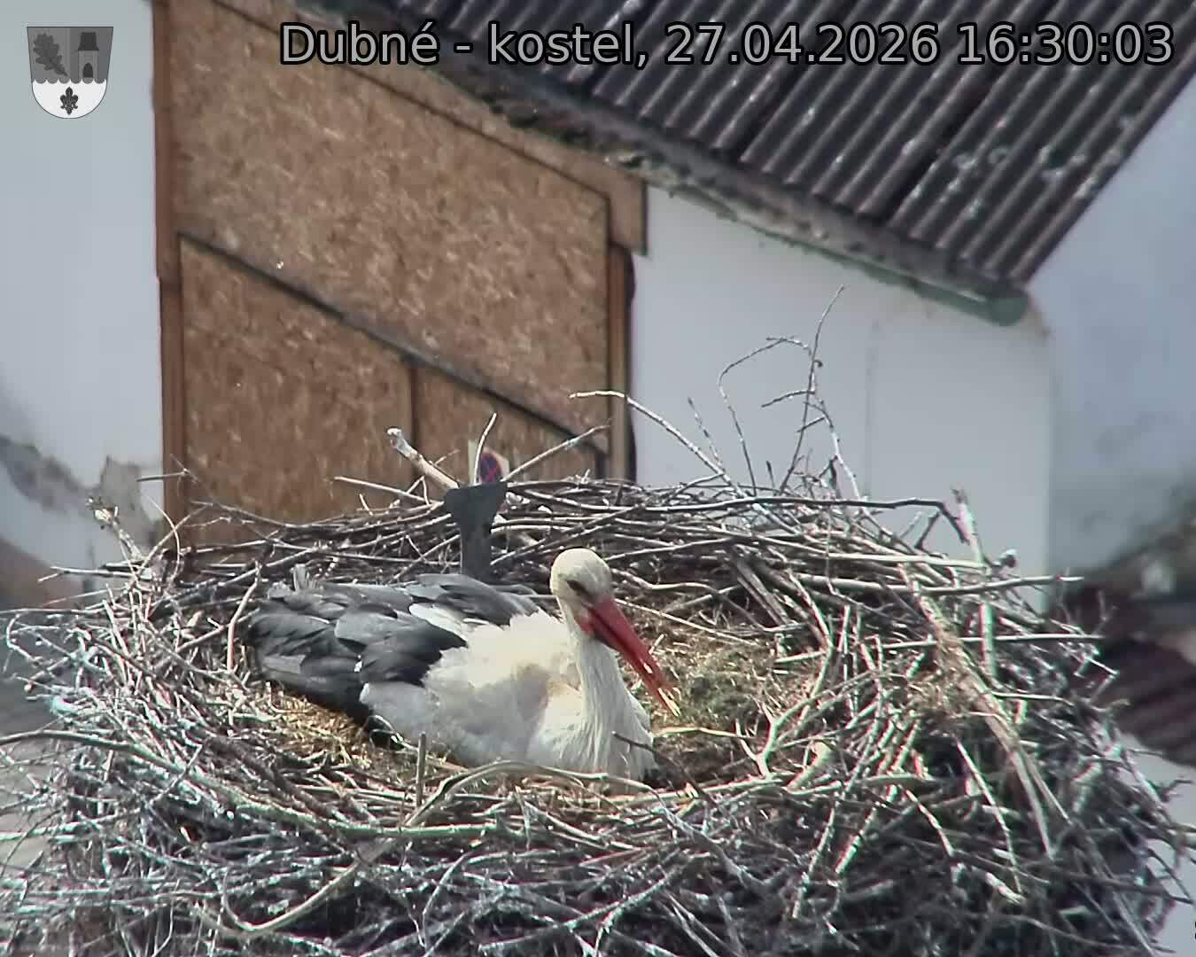 Capi_Dubne_20260427_163003.jpg (1350&nbsp;x&nbsp;1080)