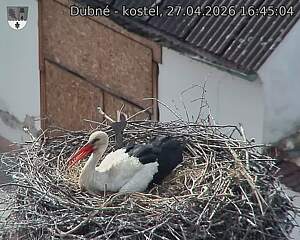 Capi_Dubne_20260427_164504.jpg (1350&nbsp;x&nbsp;1080)