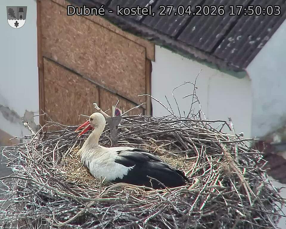 Capi_Dubne_20260427_175003.jpg (1350&nbsp;x&nbsp;1080)